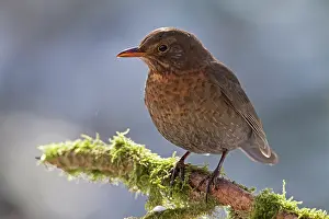 Turdidae: Common Blackbird