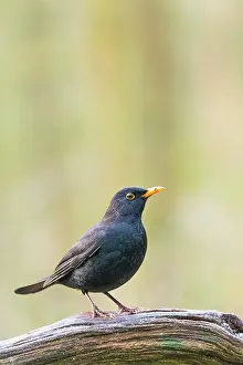 Perching: Common Blackbird