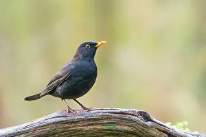 Perching: Common Blackbird