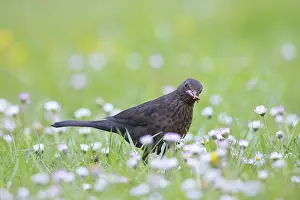 Worm: Common Blackbird female