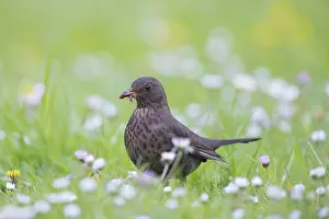 Worm: Common Blackbird female