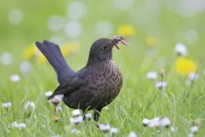Worm: Common Blackbird female