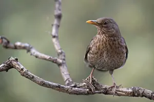 Blackbirds: Common Blackbird female on branch