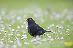 Blackbird: Common Blackbird male 29