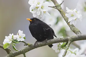 Blackbird: Common Blackbird male