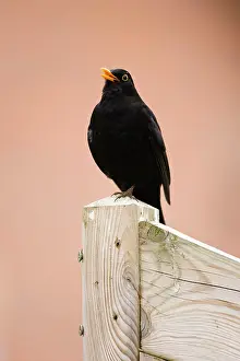 Fencepost: Common Blackbird - Male singing from fencepost