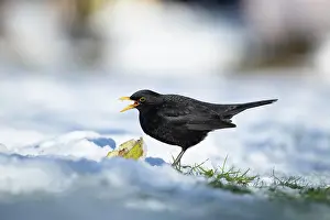 Thrush: Common blackbird (Turdus merula) adult male bird