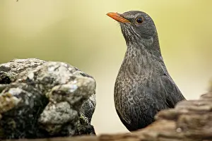 290420: Common Blackbird (Turdus merula) - female portrait