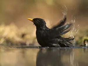 Merula: Common Blackbird (turdus merula) male bathing i