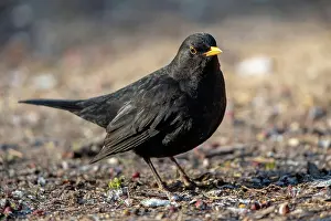 Thrush: Common Blackbird (Turdus merula) in the nature protection