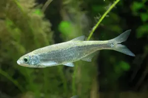 Bony Fish: Common Bleak