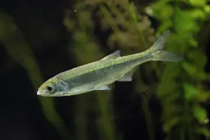 Bony Fish: Common Bleak