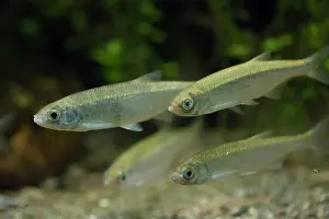 Bony Fish: Common Bleak