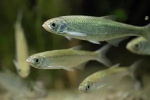 Bony Fish: Common Bleak