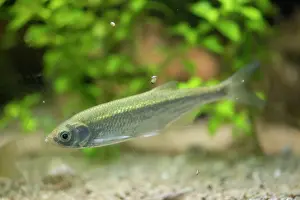 Bony Fish: Common Bleak