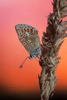 Icarus: Common Blue
