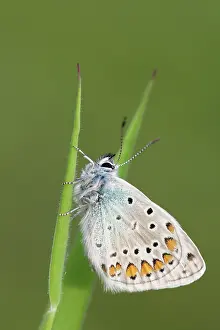 Icarus: Common Blue