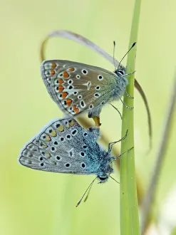 Icarus: Common Blue