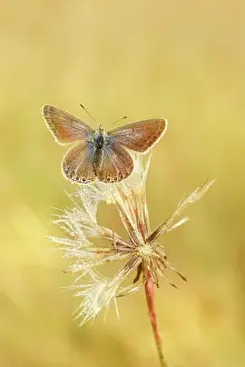 Taraxacum: Common Blue