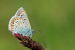 Icarus: Common Blue