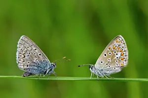 Icarus: Common Blue