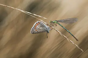 Icarus: Common Blue