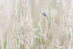 Icarus: Common Blue