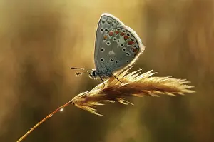 Icarus: Common Blue