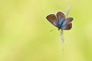 Icarus: Common Blue