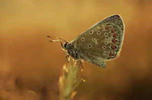 Icarus: Common Blue