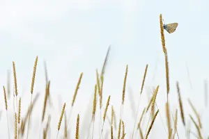 Icarus: Common Blue