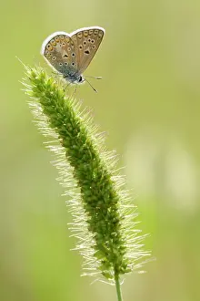 Icarus: Common Blue