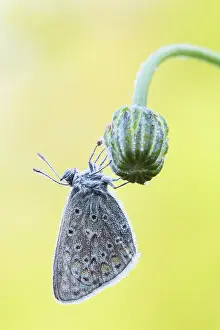 Icarus: Common Blue