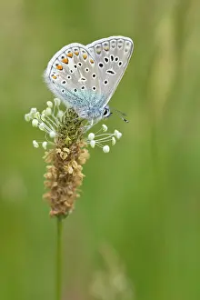 Icarus: Common Blue