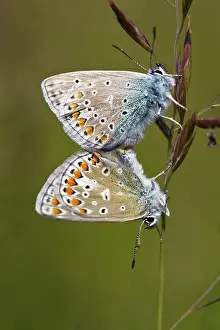 Icarus: Common Blue