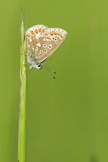 Icarus: Common Blue