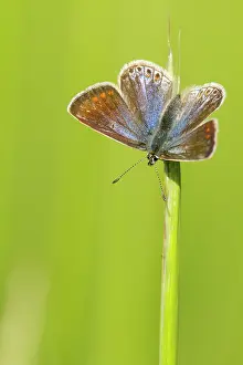 Icarus: Common Blue