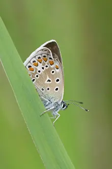 Icarus: Common Blue