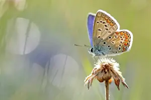 Icarus: Common Blue