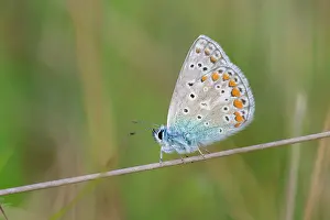 Icarus: Common Blue