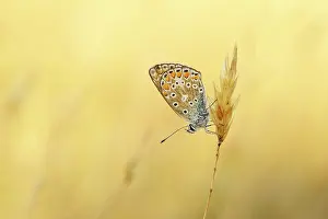 Icarus: Common Blue