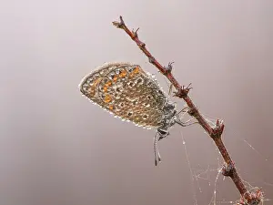 Icarus: Common Blue