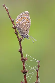 Gender: Common Blue