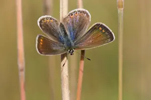 Icarus: Common Blue