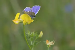 Icarus: Common Blue