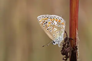 Icarus: Common Blue
