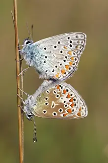 Icarus: Common Blue