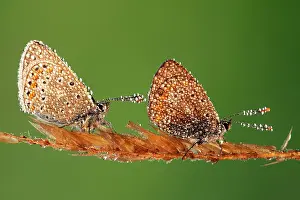 Icarus: Common Blue