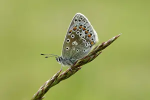 Icarus: Common Blue