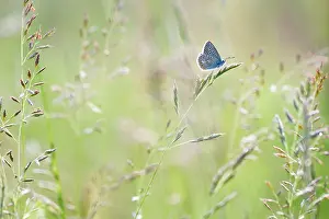 Icarus: Common Blue